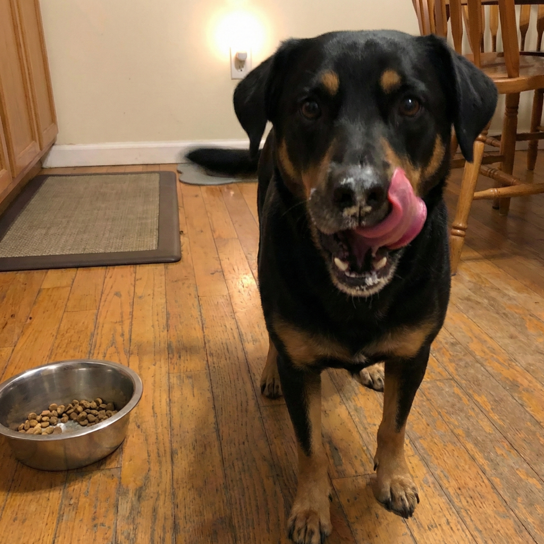 Rottweiler mix licking lips after meal